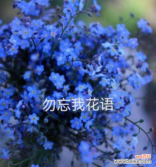 美丽多彩的花语世界 水晶草花语