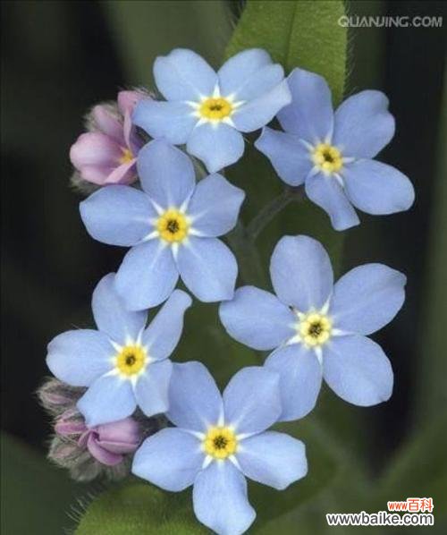 美丽多彩的花语世界 水晶草花语