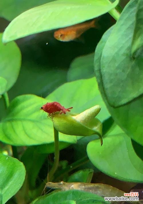 揭示水草开花的奥秘及其象征意义 水草开花之美与寓意