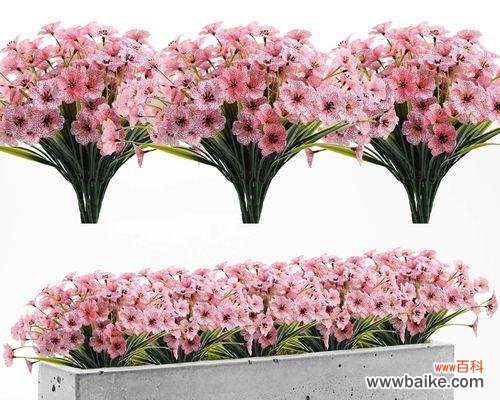 揭示水草开花的奥秘及其象征意义 水草开花之美与寓意