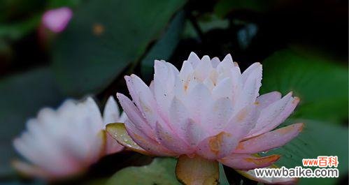 水中仙子的美丽之舞及她们与世界的交流 以睡莲开花的花语与寓意