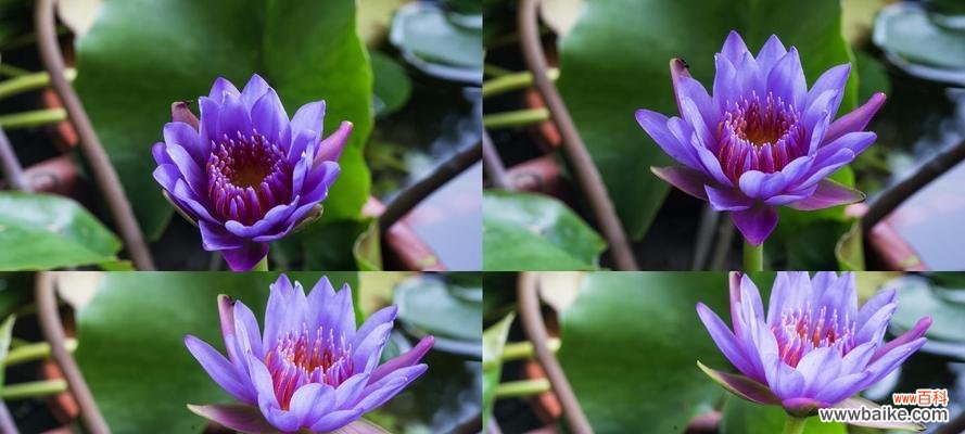 水中仙子的美丽之舞及她们与世界的交流 以睡莲开花的花语与寓意