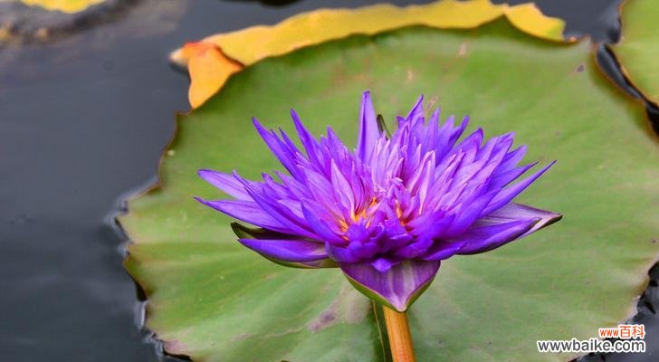 水中仙子的美丽之舞及她们与世界的交流 以睡莲开花的花语与寓意