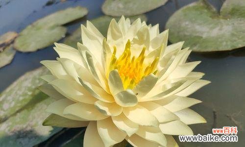 唤醒内在力量的沉默之美 睡莲开花的寓意和象征意义