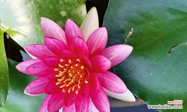 寓意生命的绽放 睡莲的象征意义