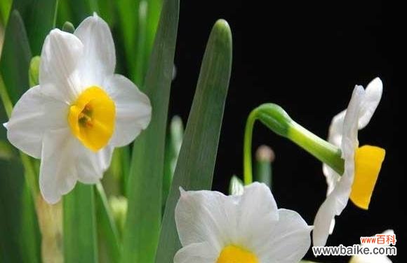 揭开水仙花的神秘面纱 水仙花