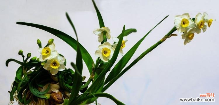 揭开水仙花的神秘面纱 水仙花