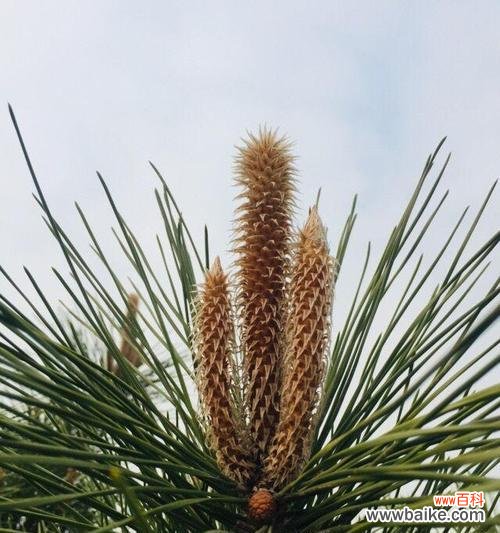 揭开松树开花背后的意义与传说 松树的奇异开花之谜