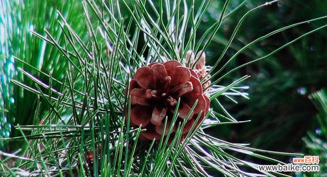 揭开松树开花背后的意义与传说 松树的奇异开花之谜