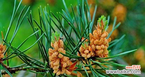 揭开松树开花背后的意义与传说 松树的奇异开花之谜