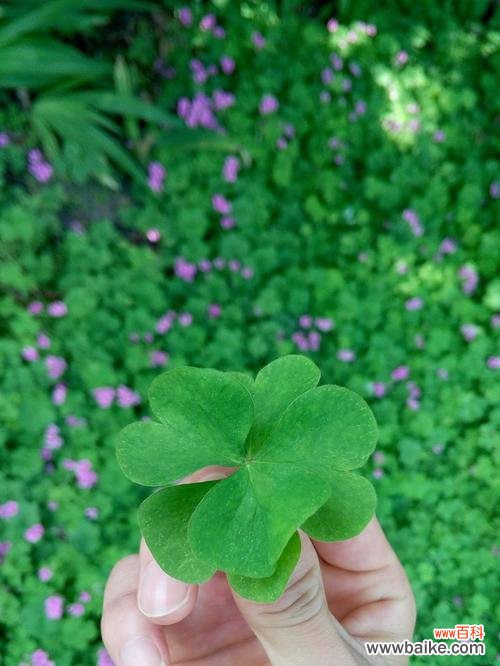 解析四叶草象征着的意义和寓意 四叶草的神奇寓意