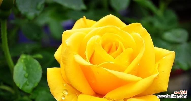 四朵玫瑰花的花语 四朵玫瑰花的花语揭示人际关系的真谛