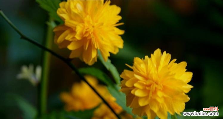 探究以棠棣为象征的兄弟主题 以棠棣为代表的兄弟情谊的象征意义