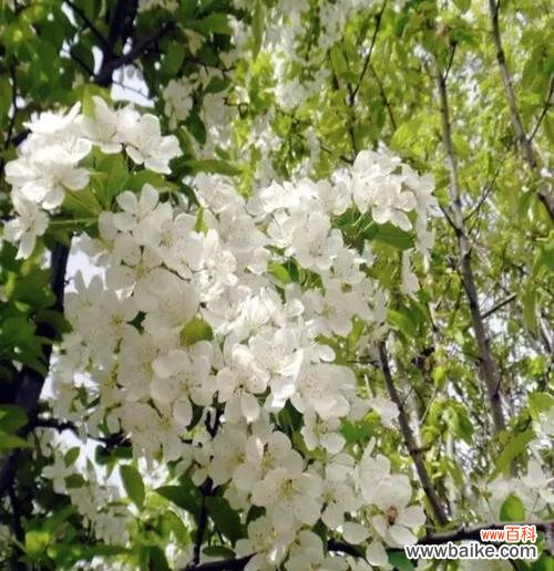 探究以棠棣为象征的兄弟主题 以棠棣为代表的兄弟情谊的象征意义