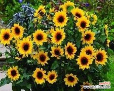 揭秘以太阳花的意义与影响力 以太阳花之美与象征的探索