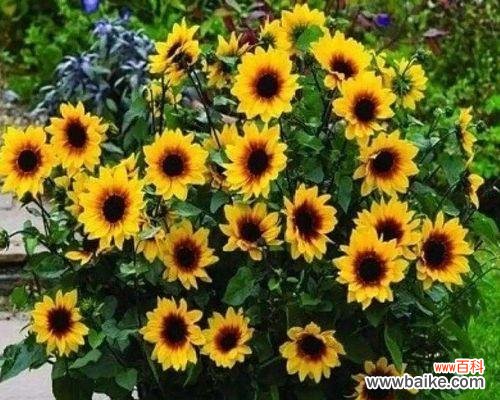 揭秘以太阳花的意义与影响力 以太阳花之美与象征的探索