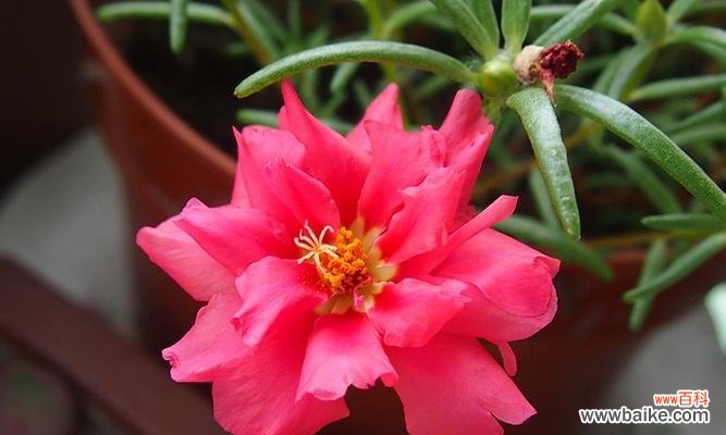 揭秘以太阳花的意义与影响力 以太阳花之美与象征的探索