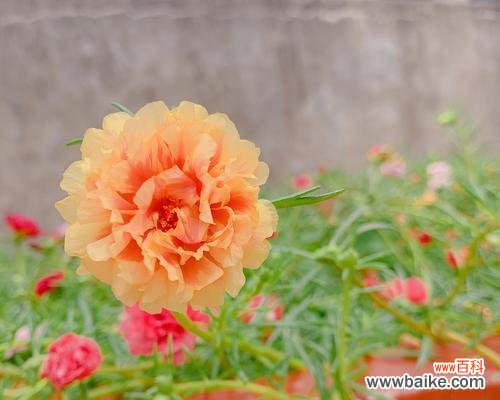 揭秘以太阳花的意义与影响力 以太阳花之美与象征的探索