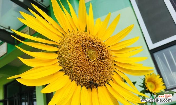 探寻太阳花背后的象征力量 太阳花的象征意义及意思解析