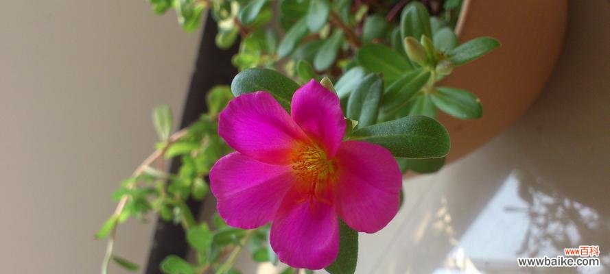 探寻太阳花背后的象征力量 太阳花的象征意义及意思解析