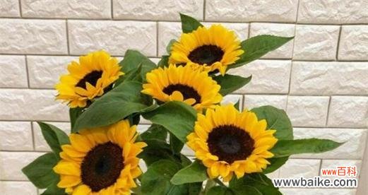 探索以太阳花的美丽与力量 以太阳花的花语及象征意义