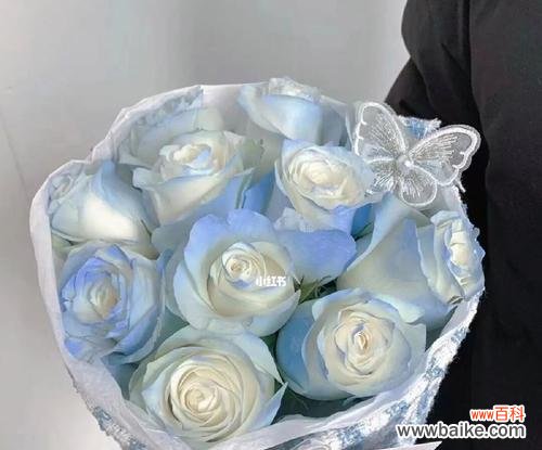 寒冷中的温暖与希望——解读碎冰蓝的花语 碎冰蓝的花语及其寓意