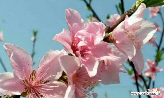 桃花的象征含义及文化内涵 桃花的花语与寓意