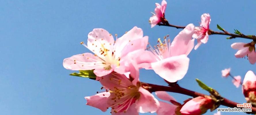 桃花的象征含义及文化内涵 桃花的花语与寓意