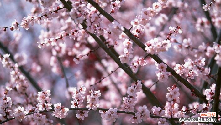 桃花的美丽与生命力 桃花的象征意义与寓意