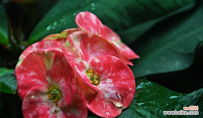 铁海棠花语的意义与传承 铁海棠花语的象征与寓意