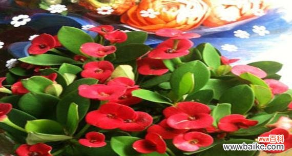 探寻铁海棠的寓意与传情 铁海棠的花语与象征意义