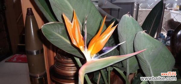 探索天堂鸟花语的深刻含义 天堂鸟的花语与意义