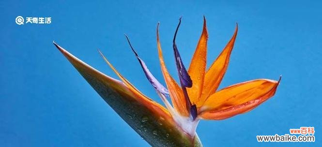 探索天堂鸟花语的深刻含义 天堂鸟的花语与意义