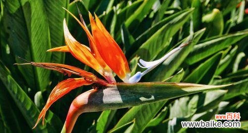 探索天堂鸟花语的深刻含义 天堂鸟的花语与意义