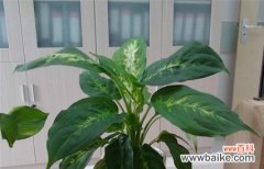 万年青的象征意义及其寓意 万年青——生命的坚韧与希望