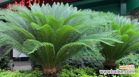 探索铁树在文化与自然中的独特意义 铁树的象征意义与代表