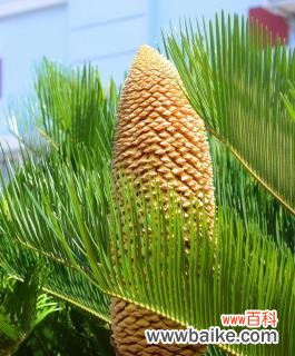 探索铁树在文化与自然中的独特意义 铁树的象征意义与代表