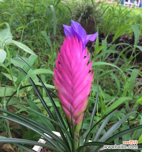 探索铁兰开花的寓意与象征 铁兰开花