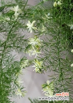 探索文竹的深刻内涵与启示 文竹