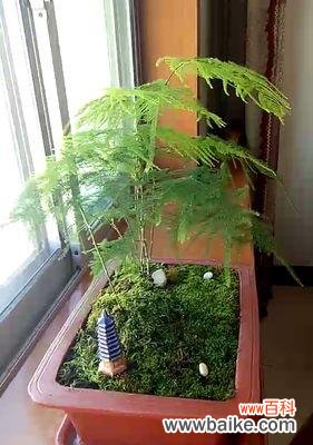 探索文竹的深刻内涵与启示 文竹