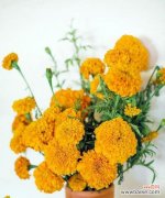 探秘万寿菊的花语及其象征意义 万寿菊的花语和寓意