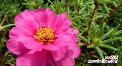 探索午时花背后的深层内涵与象征意义 午时花的花语与寓意