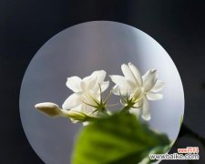 五瓣花的花语与寓意及对人生的启示 五瓣花