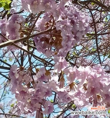 探寻梧桐树的文化意义与象征含义 梧桐树