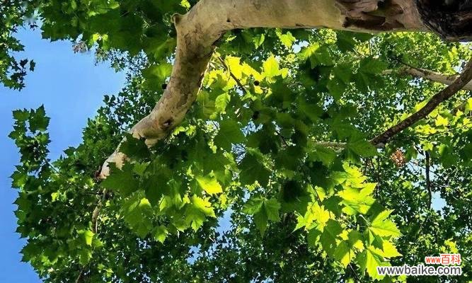 探寻梧桐树的文化意义与象征含义 梧桐树