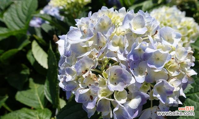 为梦想绽放的勇气与坚持 无尽夏的花语——寄托希望的芬芳