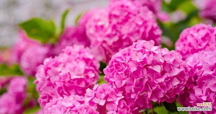 为梦想绽放的勇气与坚持 无尽夏的花语——寄托希望的芬芳