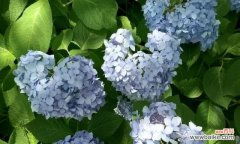 为梦想绽放的勇气与坚持 无尽夏的花语——寄托希望的芬芳