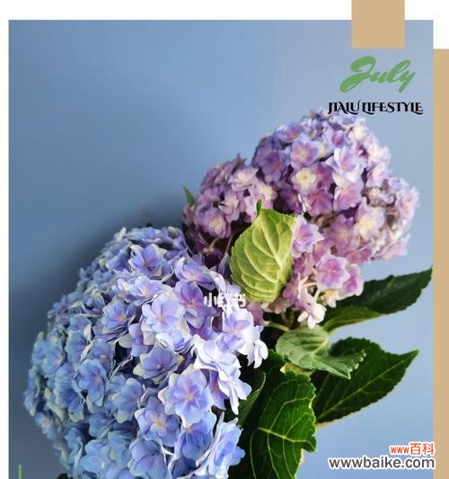 探索夏季之花所传递的深意 无尽夏的花语与寓意