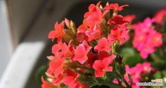 探寻乌鲁木齐市花的意义和美丽 乌鲁木齐的市花——天山雪莲